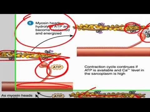 Sliding filament theory of muscle contraction