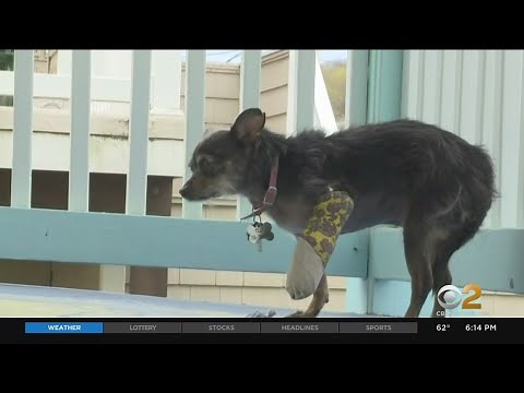 Rabid Raccoon Attacks Small Dog In Monmouth County, New Jersey