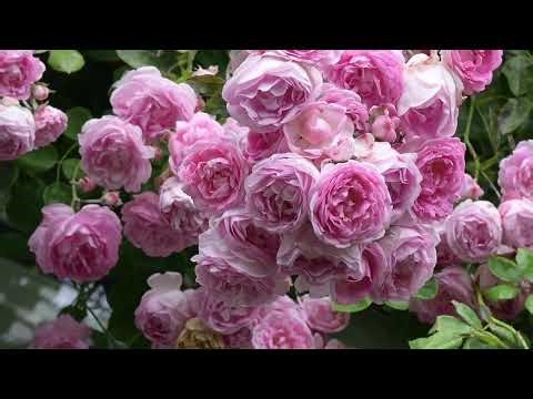 4K Blooming Spring Flowers - Spring Nature 4K Video