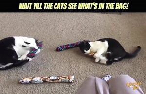 😻 A Cat PAWTY! 🎉 These CATS love their new toys. The Original Kick Stick Made in U.S.A. @ www.kittykickstix.com | Kitty Kick Stix - Catnip toy