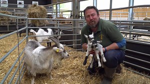 123K views · 347 shares | ** CCTV GOAT KIDDING ** Our barn CCTV captured some amazing footage of a live goat birth - it is always fascinating to see how the animals interact when we aren't watching but it is brilliant for us to be able to see if they need us. Thankfully this amazing mum managed just fine without our help. | Cannon Hall Farm | Facebook