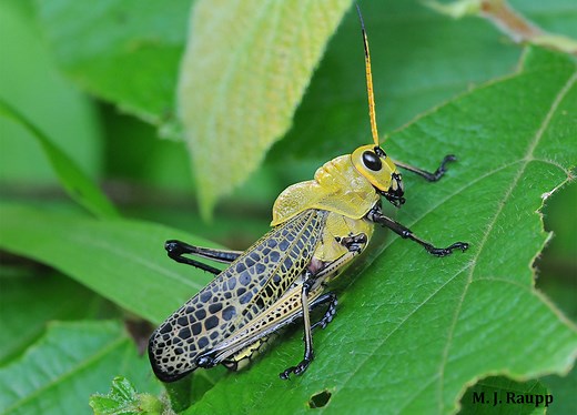 Gorgeous Grasshoppers of the Costa Rican Rainforest: Lubber Grasshoppers, Romaleidae, and Airplane Grasshoppers, Eumastacidae — Bug of the Week