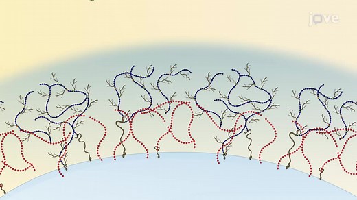 Video: Glycocalyx and its Functions