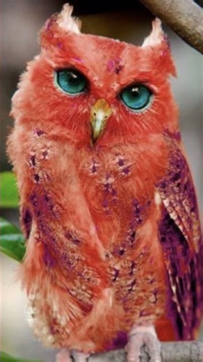 Madagascar Red Owl