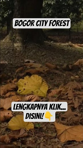 Bogor City Forest! | Hutan Kota Bogor 🌿