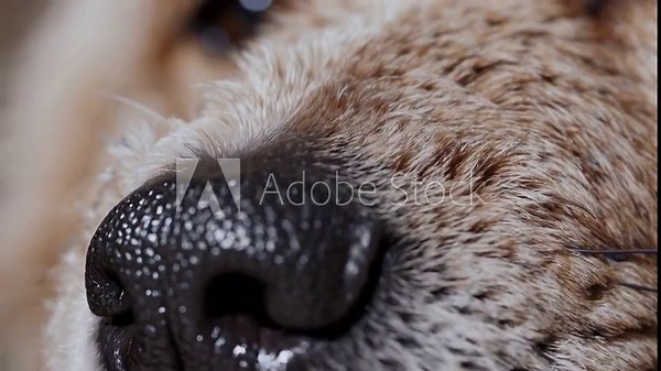 Close-up video shot of a dog's nose, capturing texture and detail. The macro angle highlights the intricate patterns of the fur and nose surface.