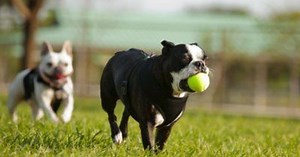 Sniffspot App Lets Dogs Rent Yards For Playtime, Rehabilitation