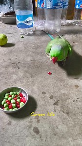 Cute funny parrot! Naughty parrot #reels #parrot #shortsfeed #viral #parrotlover #wildlife #shorts #parrotsofinstagram #birdwatching #fbpost2024 | Green Life
