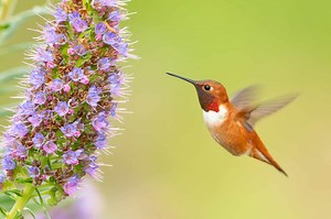 Discover The 3 Most Common Places Hummingbirds Go at Night
