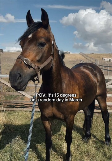 Panic Washing Our Ponies: A Bathtime Adventure