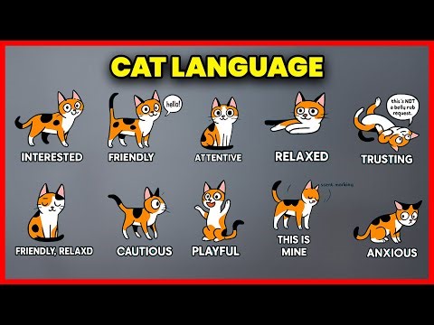10 Strange Cat Behaviors Explained 🐾