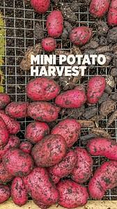 This pot of fingerling potato gave us an early blessing. We weren’t expecting much out of it since it didn’t have a lengthy growth. But we still ended up with a decent harvest from just two potatoes that we planted. Can’t wait to see what we get from the other containers💚 #potato #urbangarden #containergardening | Plantedinthegarden