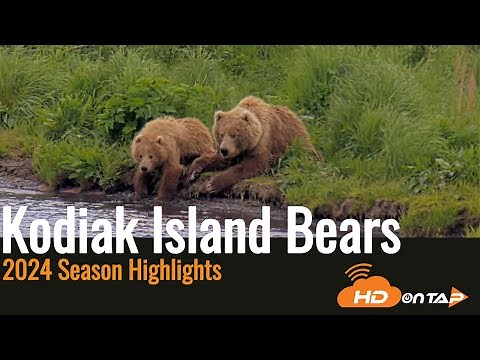 2024 Brown Bears of Kodiak Island: A Stunning Hour of Alaskan Wildlife