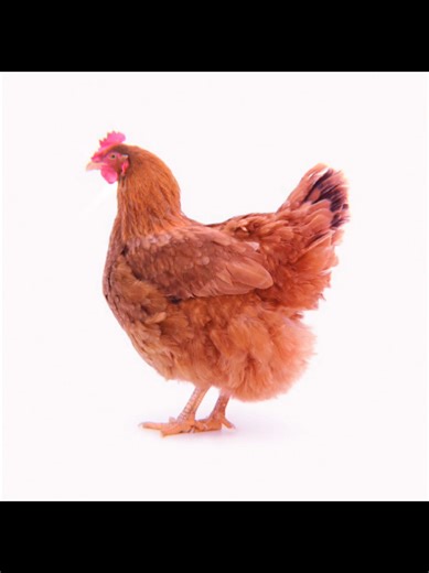 Are Chicken Nuggets Really Dinosaur Nuggets?