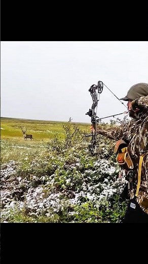 Caribou hunting perfect shot withArchery #huntinglife #hunting#huntingseason #bowhunting#wildlife