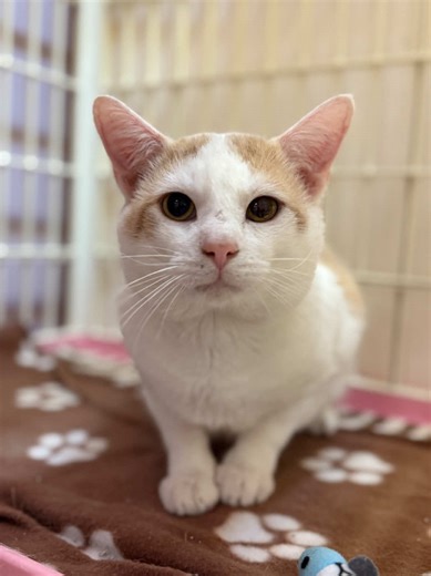 You might remember a hoarding case we took on back in August 2025. An owner was evicted, and left behind dozens of cats. Irving is one of the lucky souls we rescued, and he’s STILL searching for a forever home! He’s a sweet, gentle boy and deserves a family of his own. Visit sftsrescue.org/adoptable-cats to learn more and fill out an application. . . . #sftsrescue #rescuecat #animalrescue #adoptacat #adoptdontshop