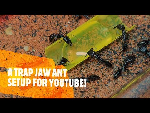 New Trap Jaw Ant Setup Above Ground!