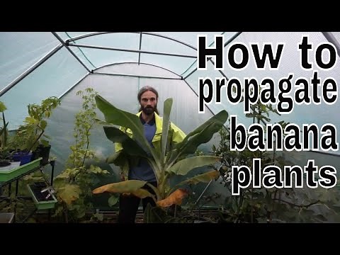 How to propagate banana plants. Super easy!
