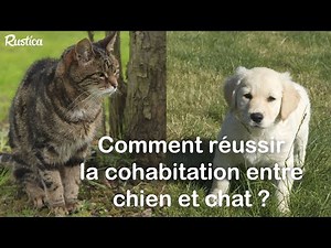 Comme chien et chat ? Les faire cohabiter