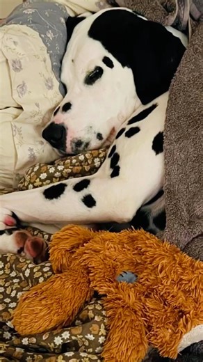 My Dalmatian has a split personality (according to Mika) 🎶