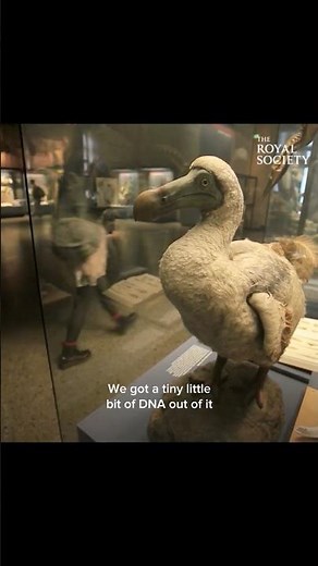scientists make dodo breakthrough #biology #dodo #paleontology