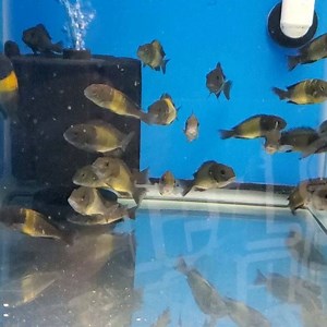 Tropheus Ikola F1 | Beantown Aquatics