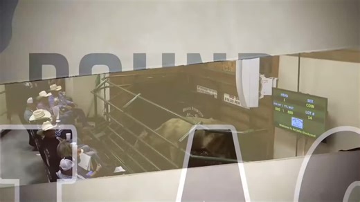 Could This Be the Next World Champion Auctioneer?