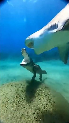 Shark vs Crocodile – Who Wins This Deadly Fight? 😱🦈🐊 #shorts