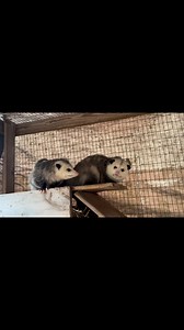 Opossums use a special organ called the Jacobson’s organ to gather scent information from the air. By sniffing and opening their mouths, they can get molecules from their environment to smell and learn about their surroundings. Perhaps you have heard about snakes and cats having this specialized organ as well as many other reptiles, amphibians, and mammals. This amazing sense helps them find food, stay safe, and understand what’s happening around them. It’s just one of the many reasons opossums 