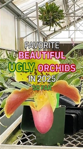 Not your Grammy's corsage orchids! We're bringing you the best paphiopedilums of 2025! #blooms