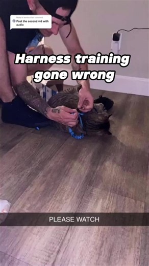 Cat's first harness training didn't go as planned#catsoftiktok #harness #first #funnyvideo #fyp