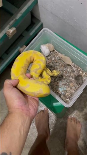 Buffet meal 🤤 #ballpython #reptiles #snake #ballpythonmorph #ballpythonfeeding #pets