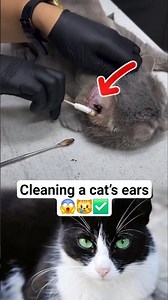 Cleaning a cat’s ears😿😱 #CatCare #CatGrooming #PetCare #VeterinaryCare #AnimalCare #shorts