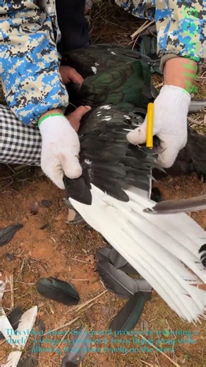 Trimming Duck Wings for Safe Free-Range Farming!