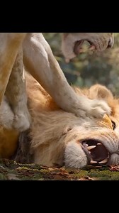 13K views · 460 reactions | Nala and simba fought heavily. What happened to pumba and timon lolz #fypシ゚viralシfypシ゚ #WildlifeMagic #safari #animal #wildlifephotography #tiger #love #instagood #lions #simba | SM Global Prince Film Production | Facebook