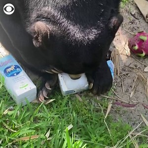 CHILL OUT: Bopha the bear cools off with ice blocks Tuesday at Perth Zoo in Australia amid sizzling temperatures. | CBS News