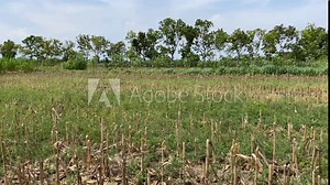 4k video of Dead empty corn fields with cracked soil due to drought in Yogyakarta, Java, Indonesia. Global warming, climate change, extreme weather, el nino la nina. Corn fields after harvest season.
