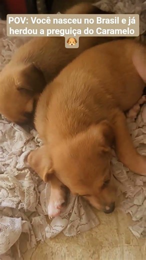 Quem mais acordou assim hoje? A Tropa da Preguiça