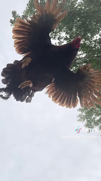 Funny Chicken Rooster Compilation