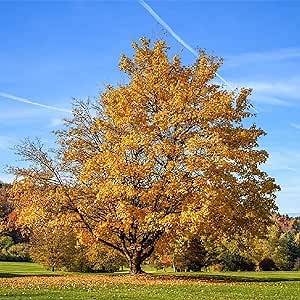20 Pcs Silverleaf Silver Maple/Large Soft Maple Maple/White Swamp Maple/Water Maple Seeds Beautiful Relatively Fast-Growing Perennial Tree Striking Accent Focal Plant Specimen