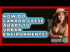 How Do Canada Geese Adapt To Urban Environments? - Ecosystem Essentials