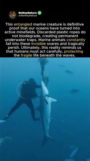 OCEAN MINEFIELDS ALIVE