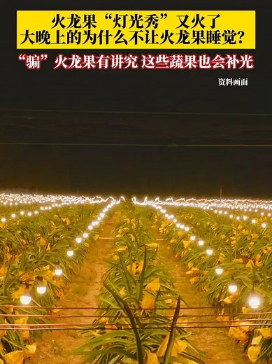 火龙果“灯光秀”又火了！大晚上的，为什么不让火龙果睡觉呢？通过LED灯等人造光源模拟盛夏光照，能够让果实更甜、产量更高，如今这种补光技术，已应用于茄子、甜椒、草莓等多种果蔬种植中_腾讯新闻