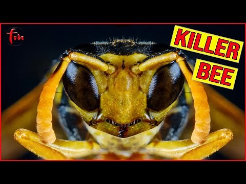 Killer Bee vs Hornet - Bees Kill a Giant Hornet