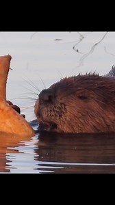 Close up on a beaver, chewing on a log. Follow my page for daily beaver photos, and videos. #wildlifephotography #Beavers | Mike’s photos and videos of beavers