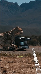 Meet the Cheetah 🐆 The Fastest Runner on Land