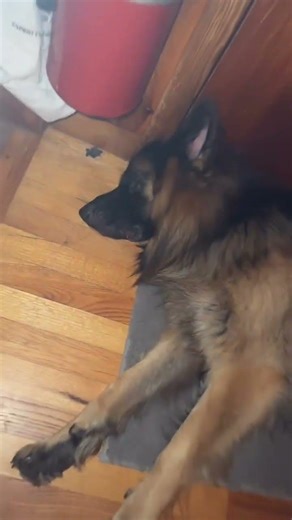 Dog Sleeping On The Floor