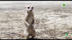 Repite conmigo, chico: 🎶 HAKUNA MATATA 🎶 #ElReyLeón, ya en cines. | Walt Disney Studios