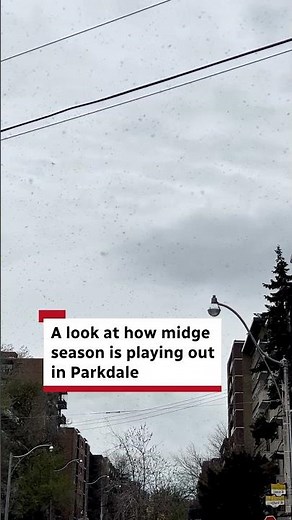 A look at how midge season is playing out in Parkdale