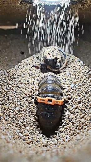 This Creature Builds a Death Trap in Sand (Antlion Larva POV) #insectworld #naturefacts